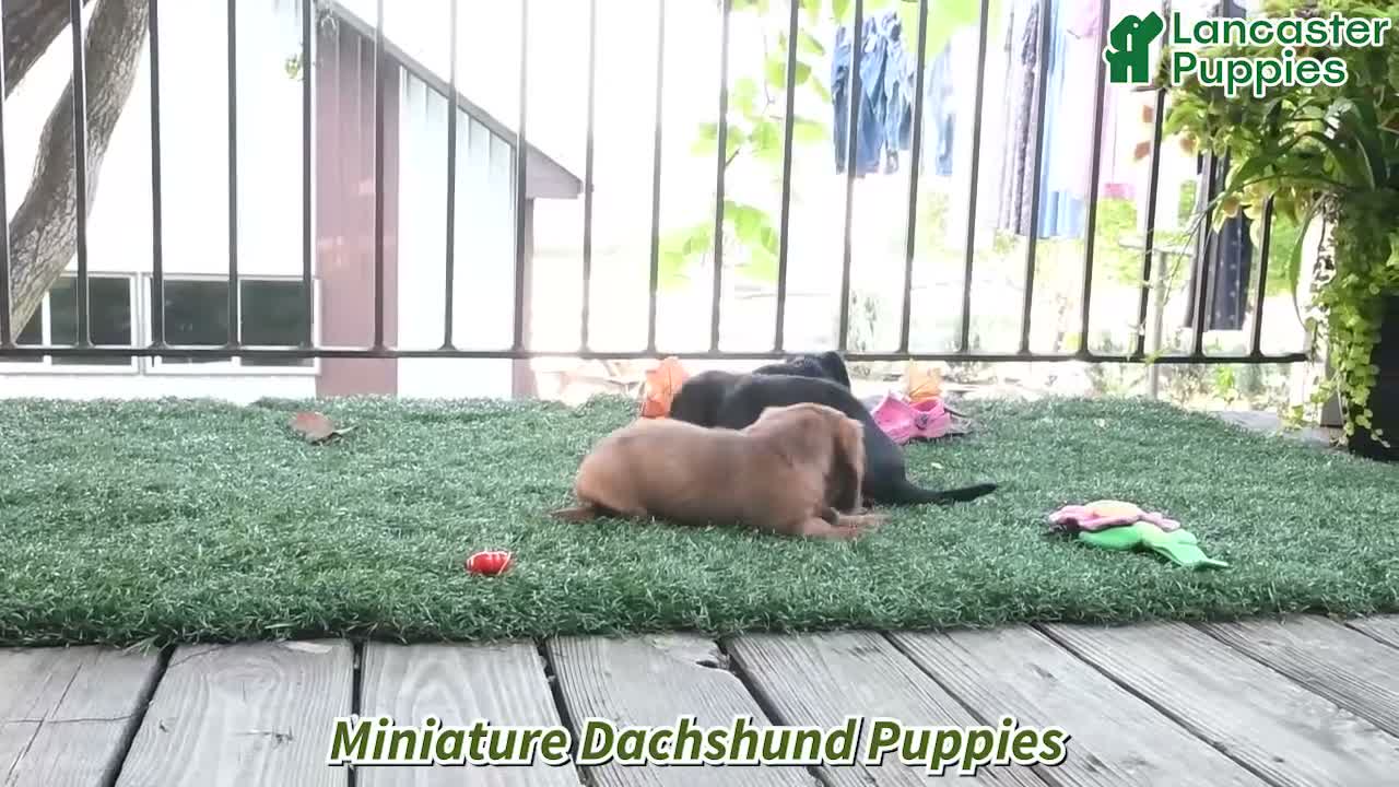 Miniature Dachshund dogs for sale: Nugget - Video 1