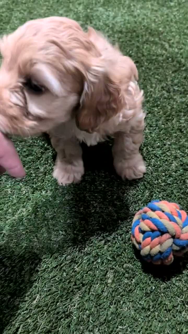 Cockapoo dogs for sale: Echo - Video 1