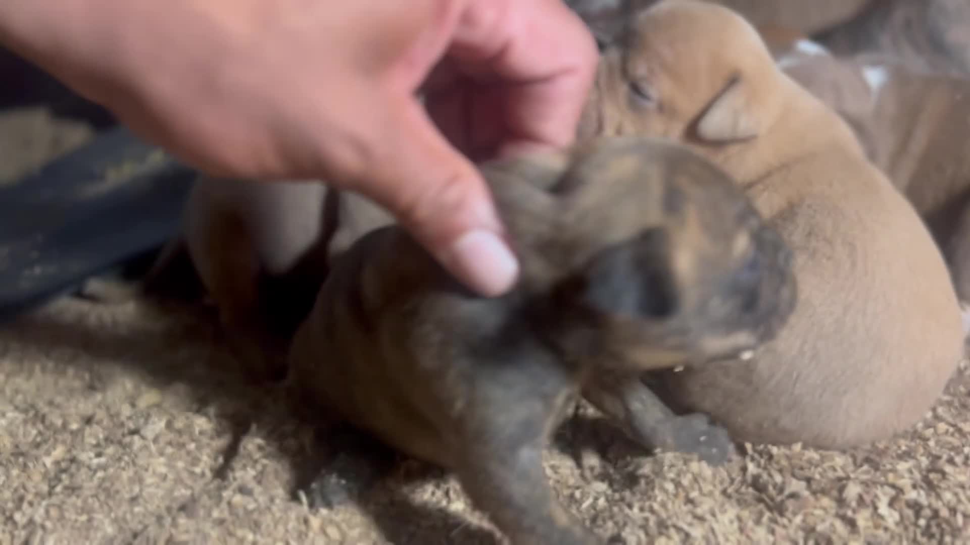 Olde English Bulldogge dogs for sale: Brindle and white female-Available  - Video 1