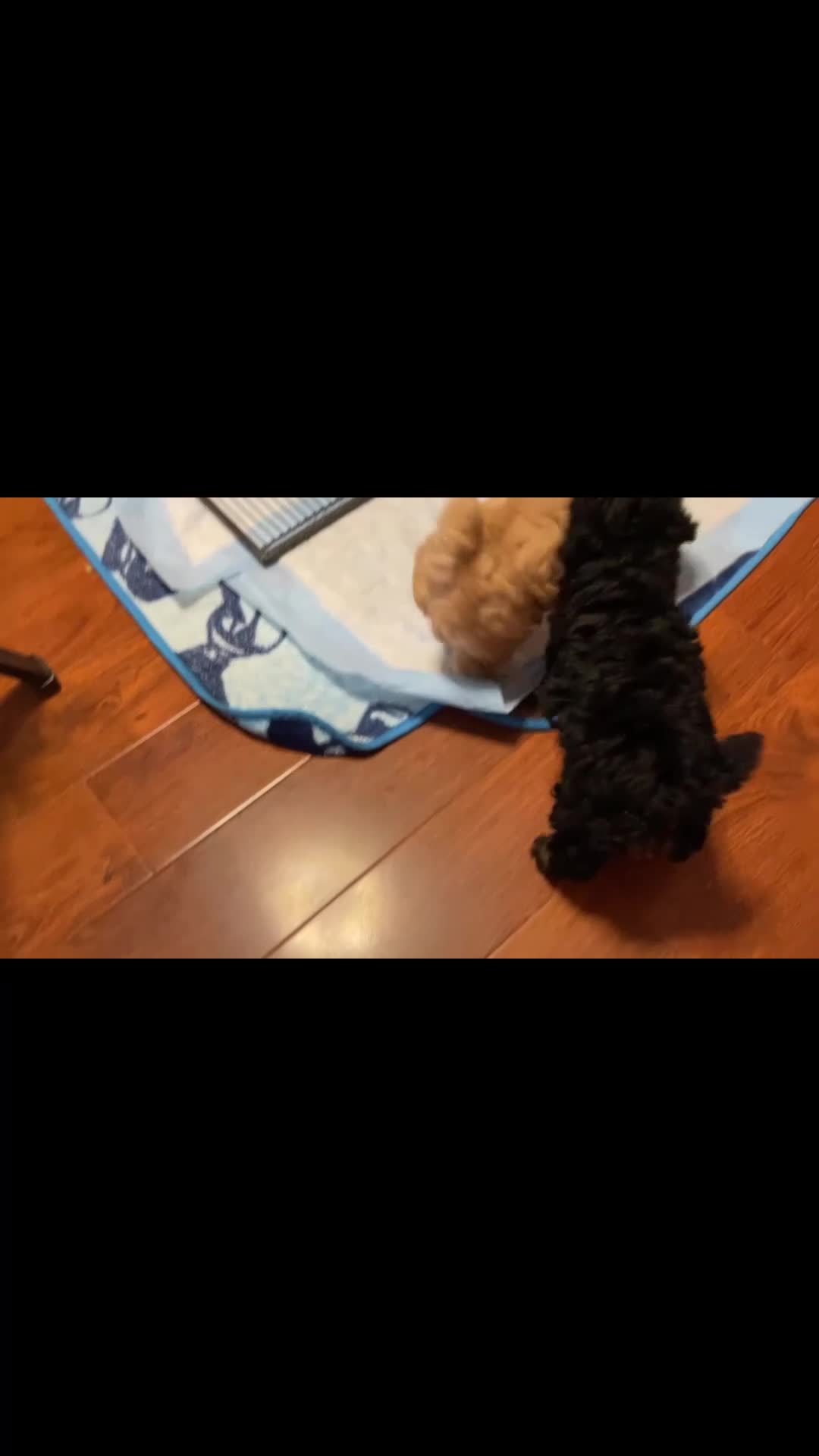 Toy Poodle dogs for sale: Toy Poodle 1 - Video 1
