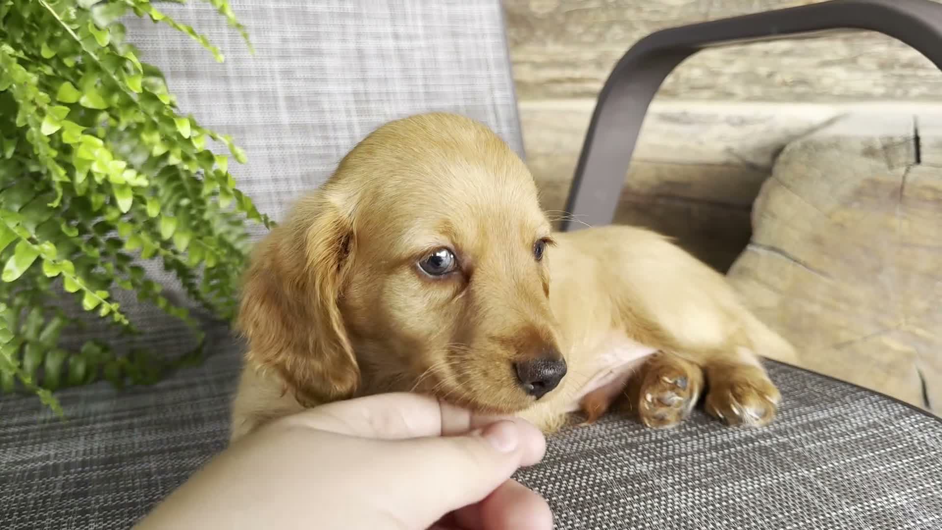 Dachshund dogs for sale: Silas - Video 1
