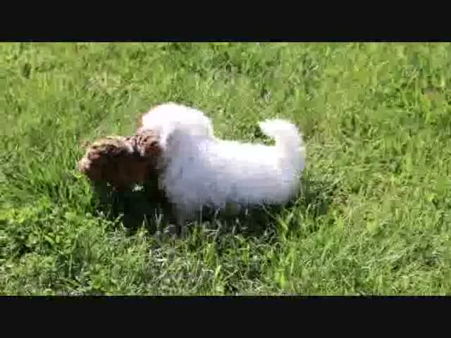 Maltese dogs for sale: Ashley - Video 1