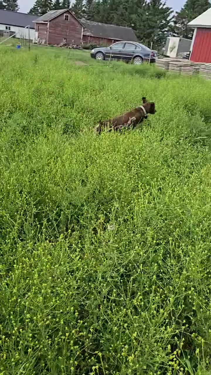 German Shorthaired Pointer dogs for sale: Orion - Video 3
