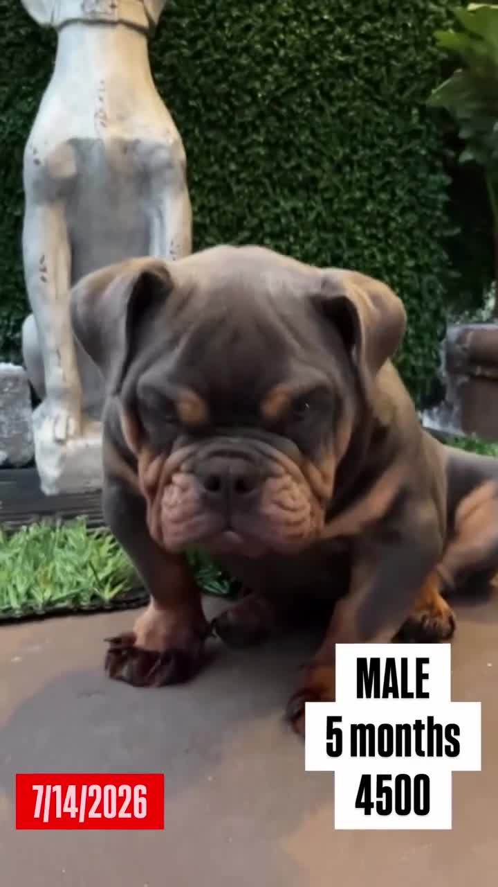 English Bulldog dogs for sale: Blues clues - Video 1