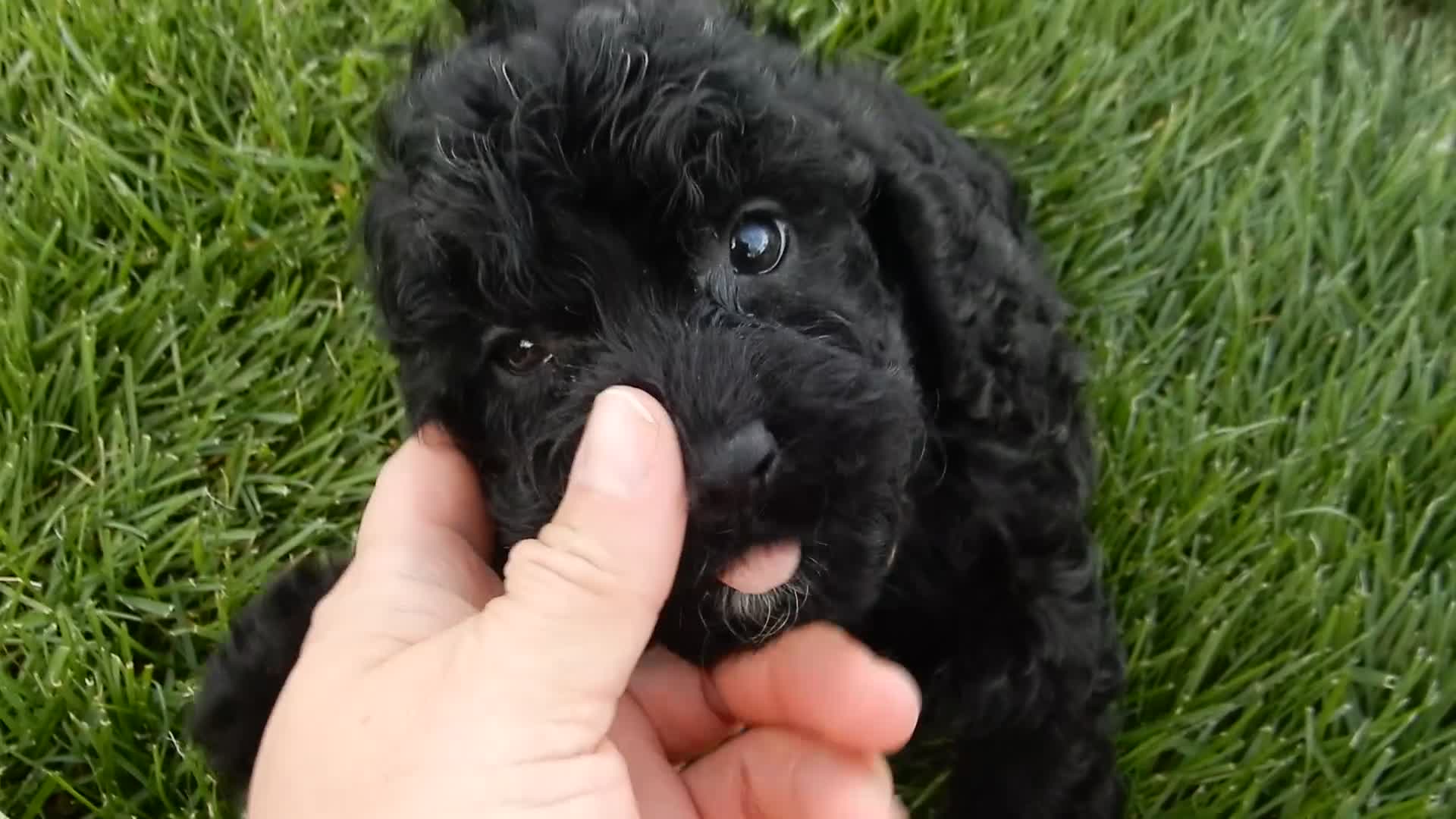 Cockapoo dogs for sale: Jet - Video 2