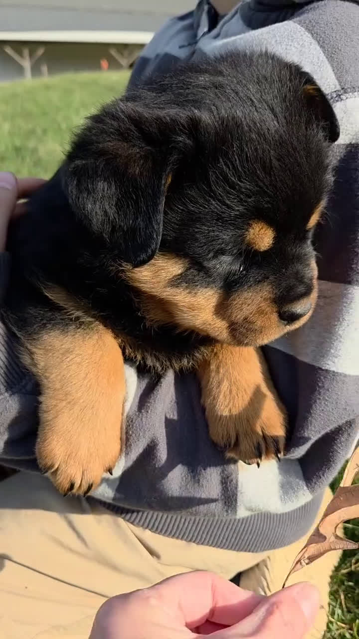 Rottweiler dogs for sale: Mr Benji - Video 1