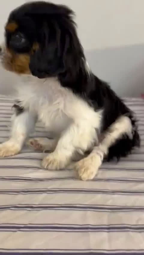 Cavalier King Charles Spaniel dogs for sale: Charles - Video 2