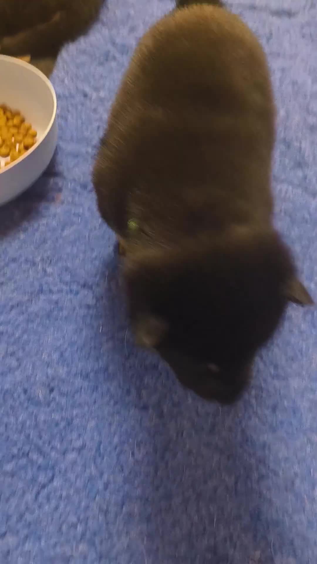 Shiba Inu dogs for sale: Shiba Inu Puppy 2 - Video 2