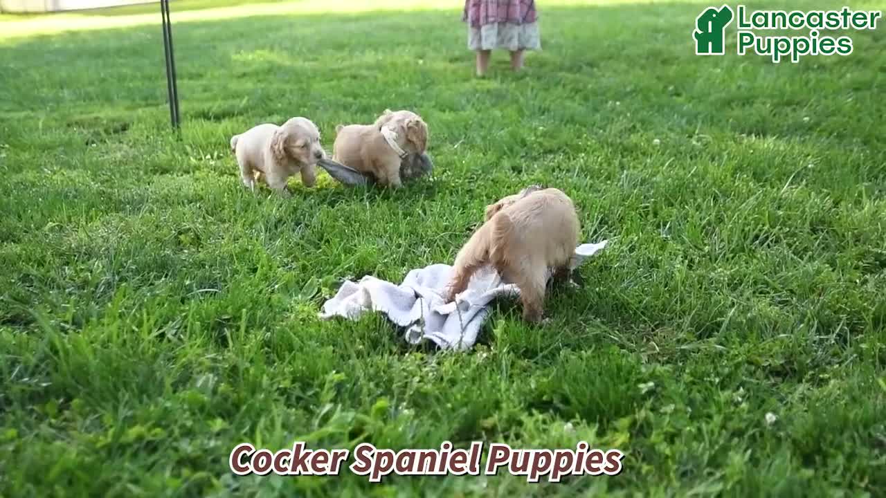 English Cocker Spaniel dogs for sale: Roxy - Video 1