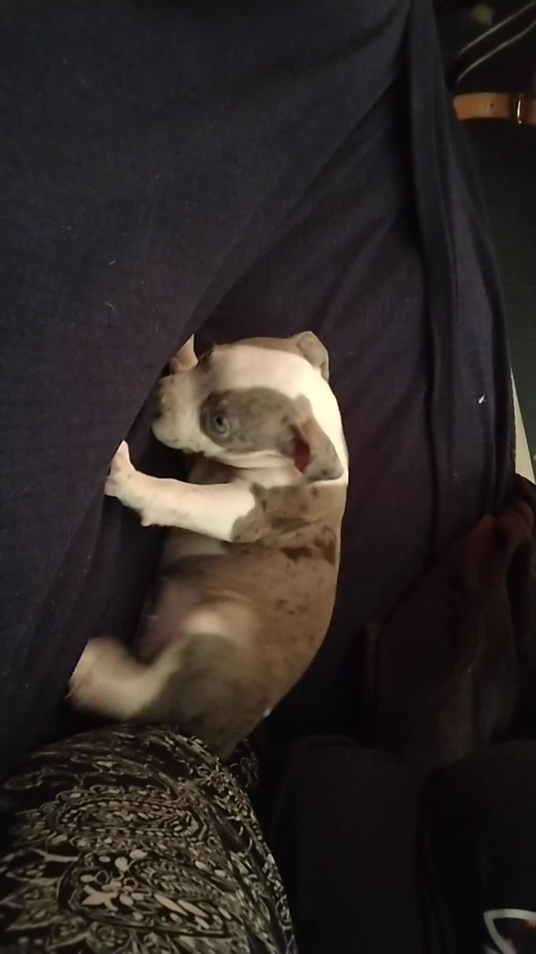 American Bully dogs for sale: Yellow - Video 1