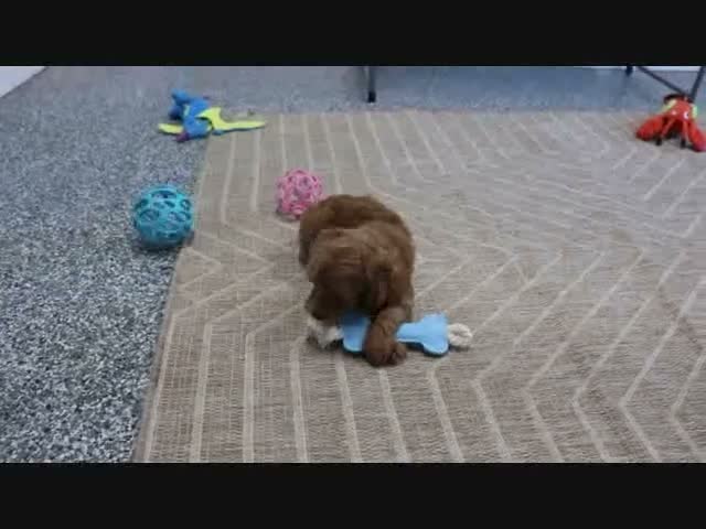 Mini Goldendoodle dogs for sale: Libby - Video 10