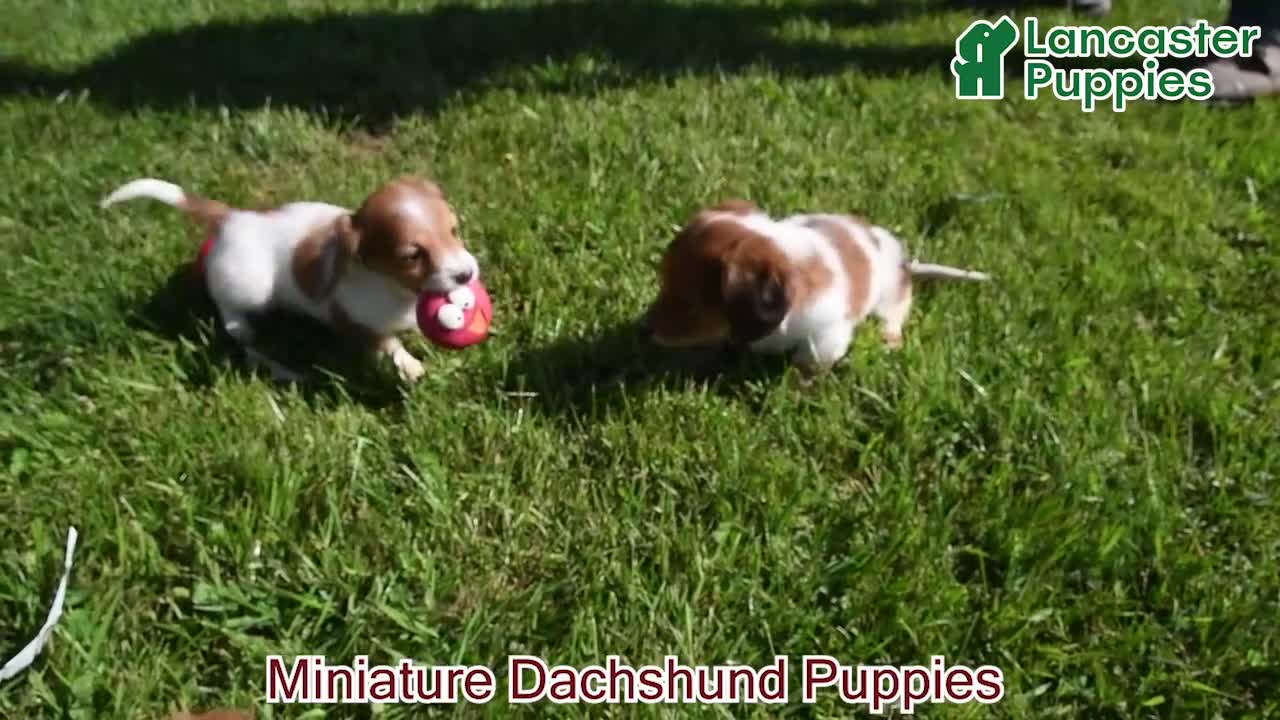 Miniature Dachshund dogs for sale: Bonny  - Video 1