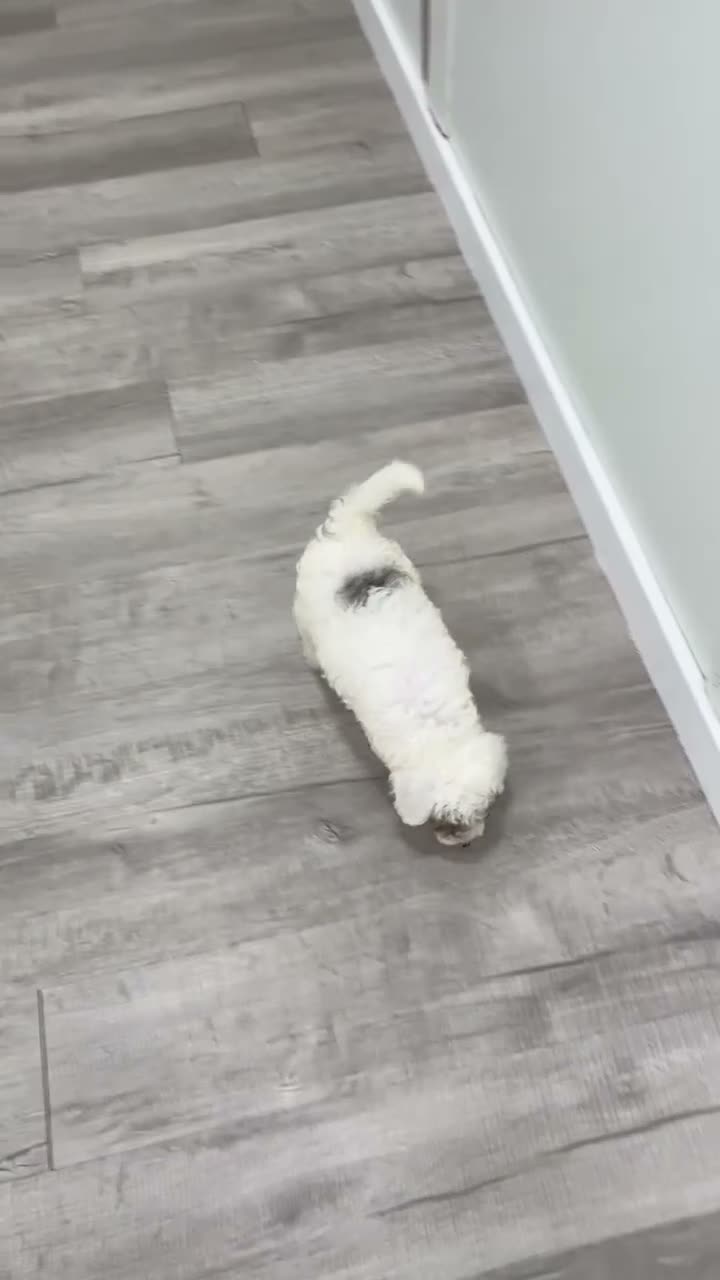 Miniature Poodle dogs for sale: Buddy - Video 1