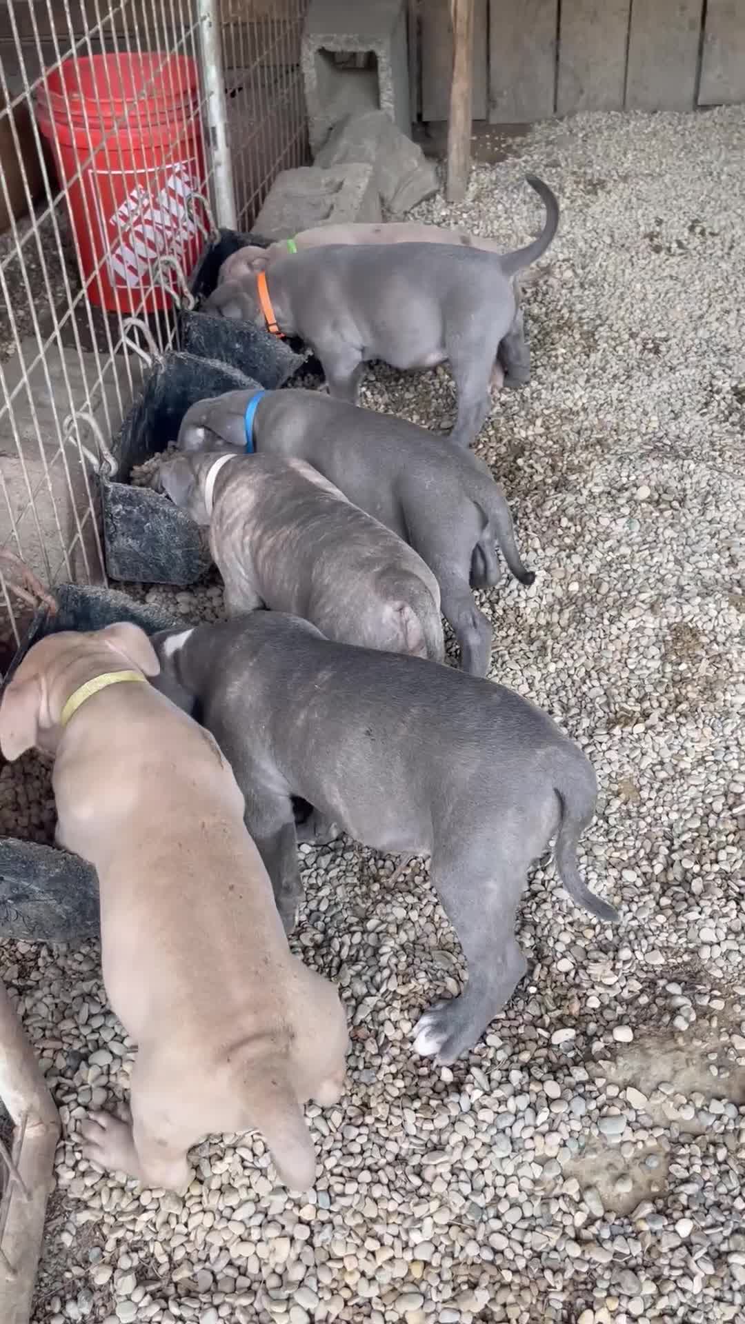 American Bully dogs for sale: American Bully 2 - Video 1