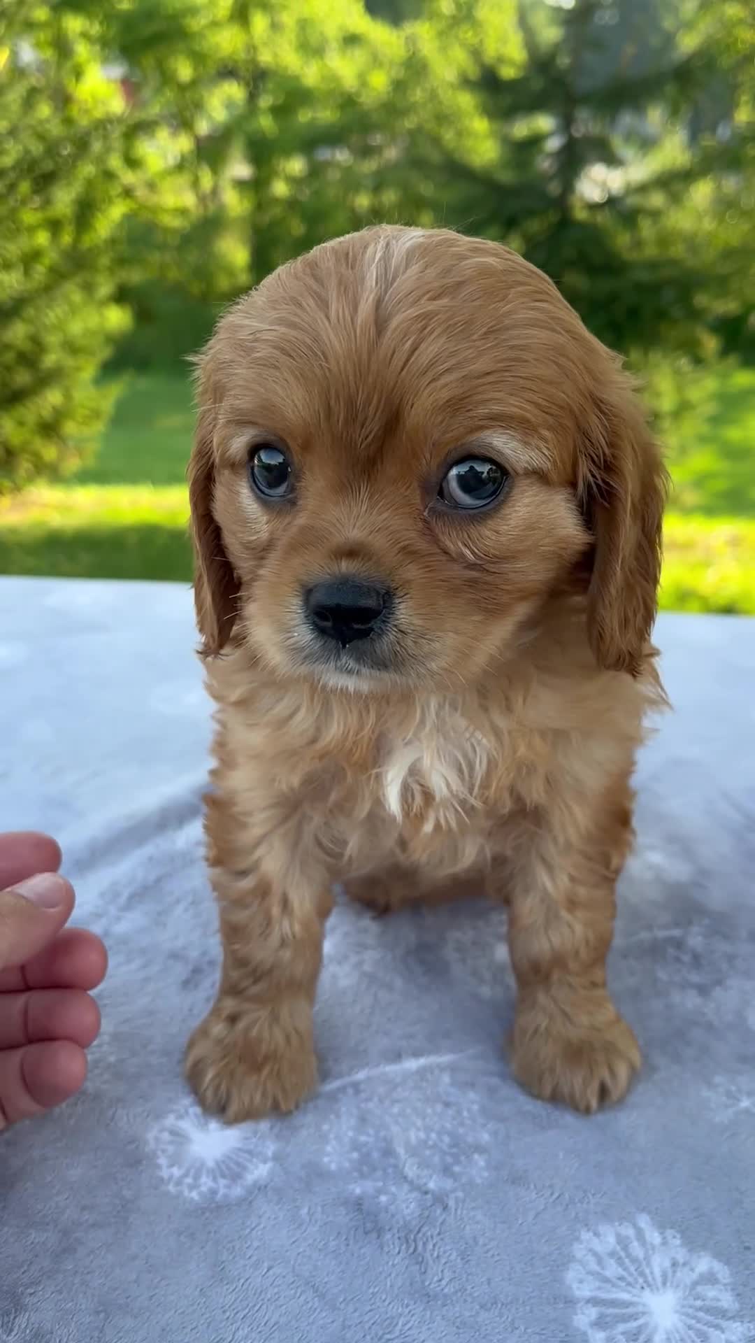 Miniature Golden Retriever dogs for sale: Royal - Video 1