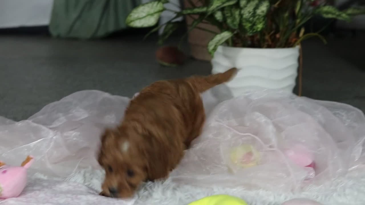 Cavapoo dogs for sale: Theo - Video 1
