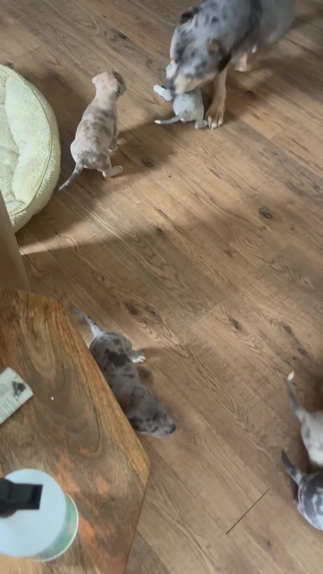 Mixed Breed dogs for sale: chips - Video 1
