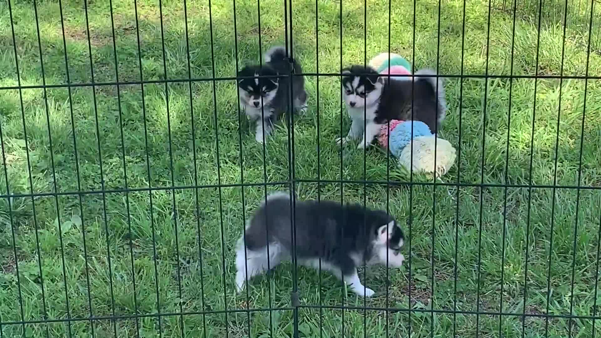 Alaskan Klee Kai dogs for sale: Happy Little Charlotte! - Video 1