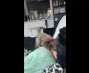 Shihpoo dogs for sale: Shihpoo 1 - Video 3