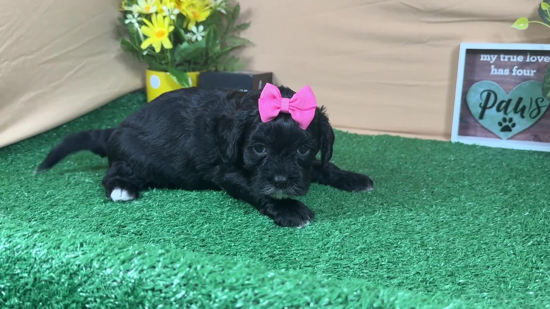 Shihpoo dogs for sale: Shihpoo 3 - Video 1