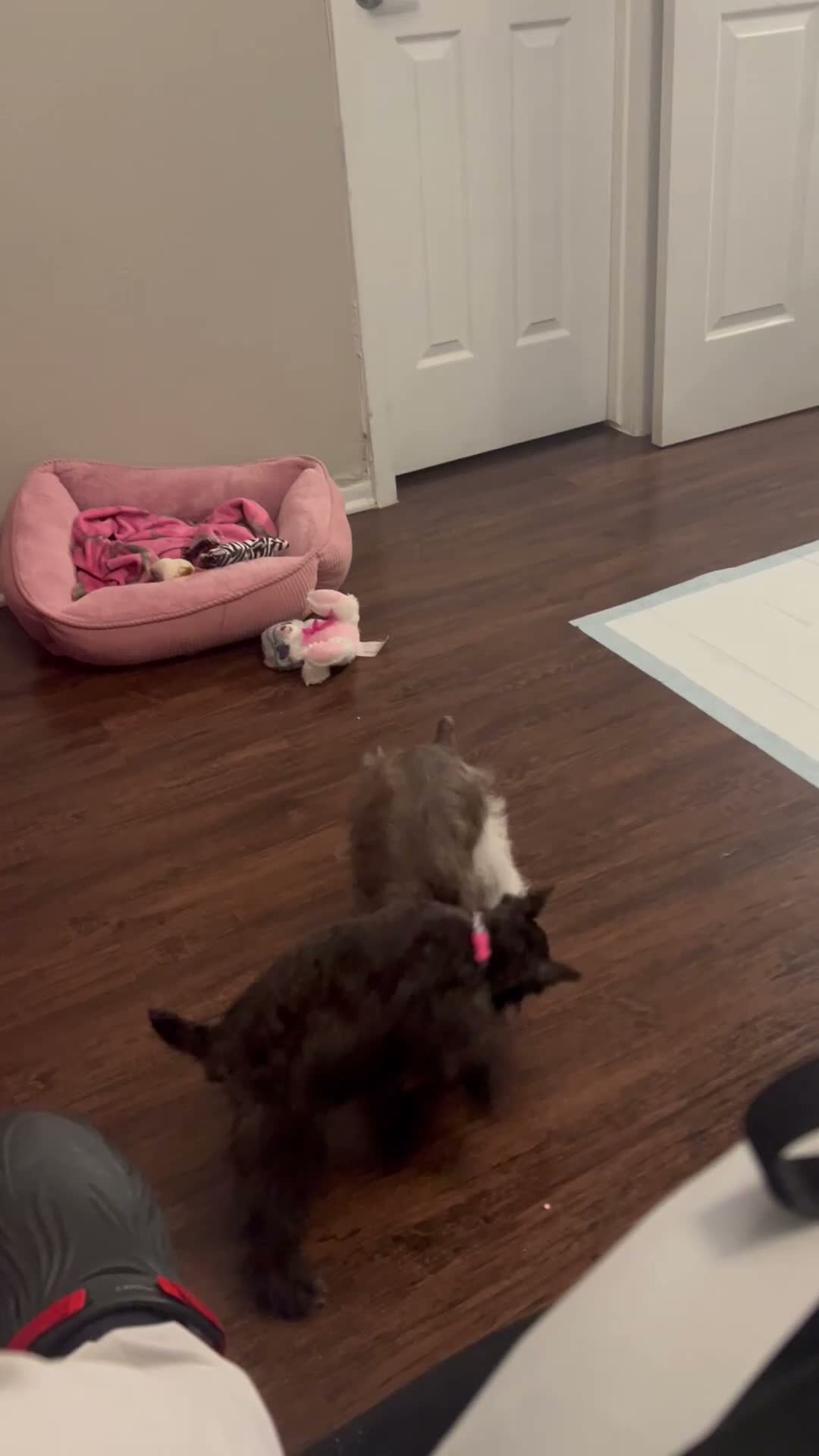 Miniature Schnauzer dogs for sale: Lady - Video 1