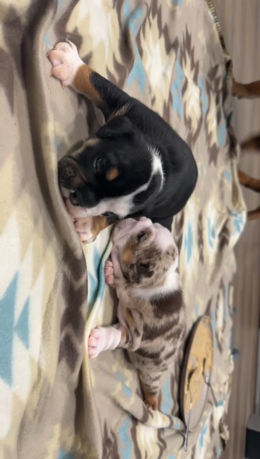 English Bulldog dogs for sale: Male Black Tri - Video 1