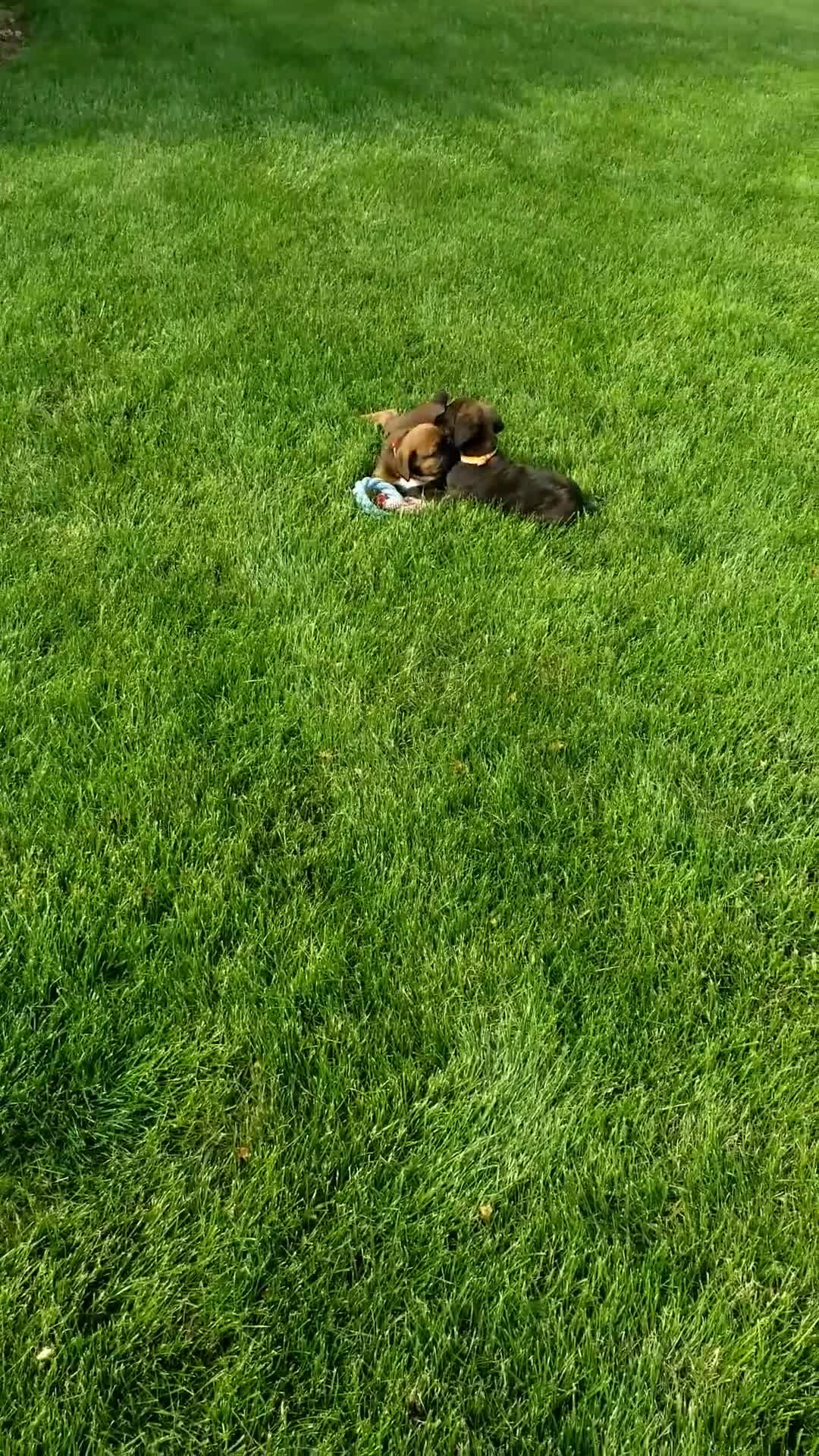 Boxer dogs for sale: Duke - Video 1