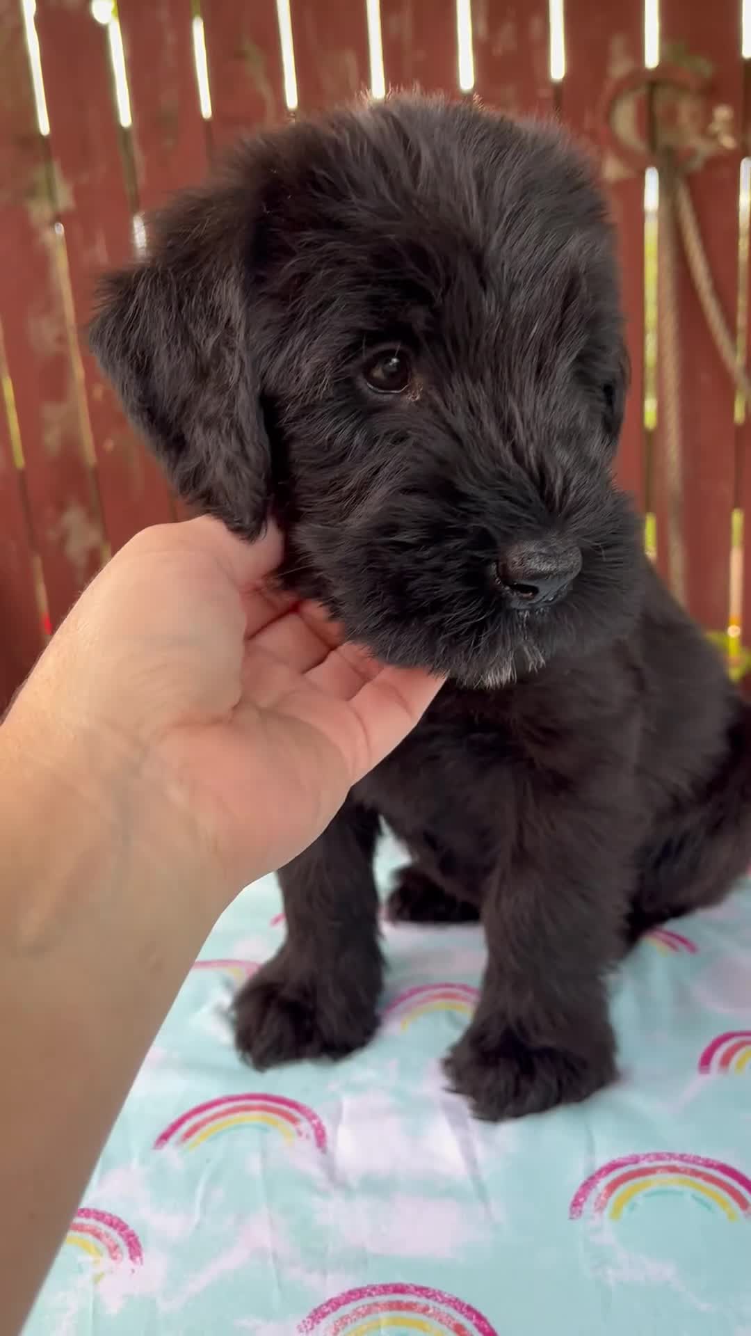 Giant Schnauzer dogs for sale: Louise - Video 1