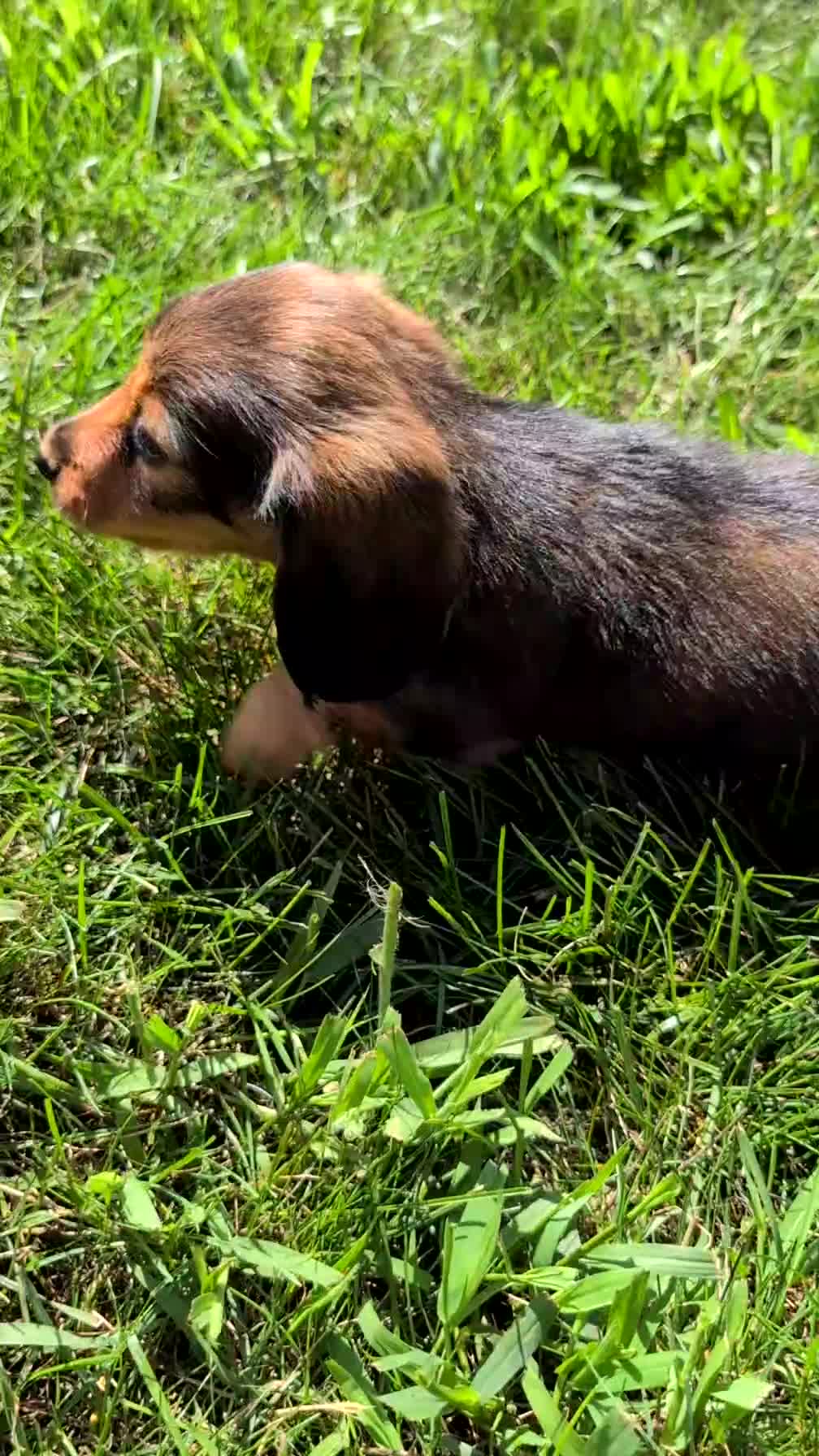 Miniature Dachshund dogs for sale: Rori - Video 1