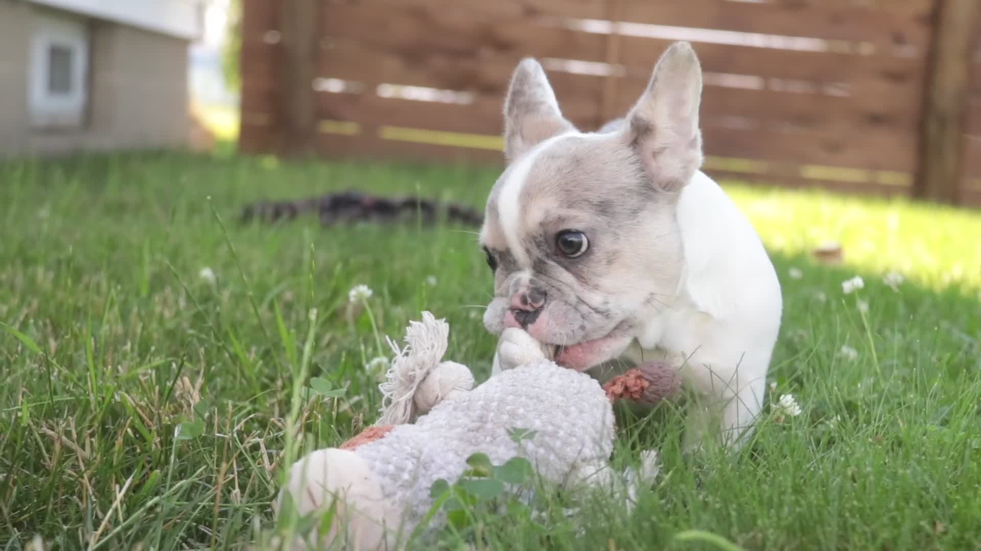 French Bulldog dogs for sale: Juliet - Video 1