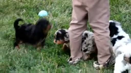 Cavapoo dogs for sale: Sadie - Video 6