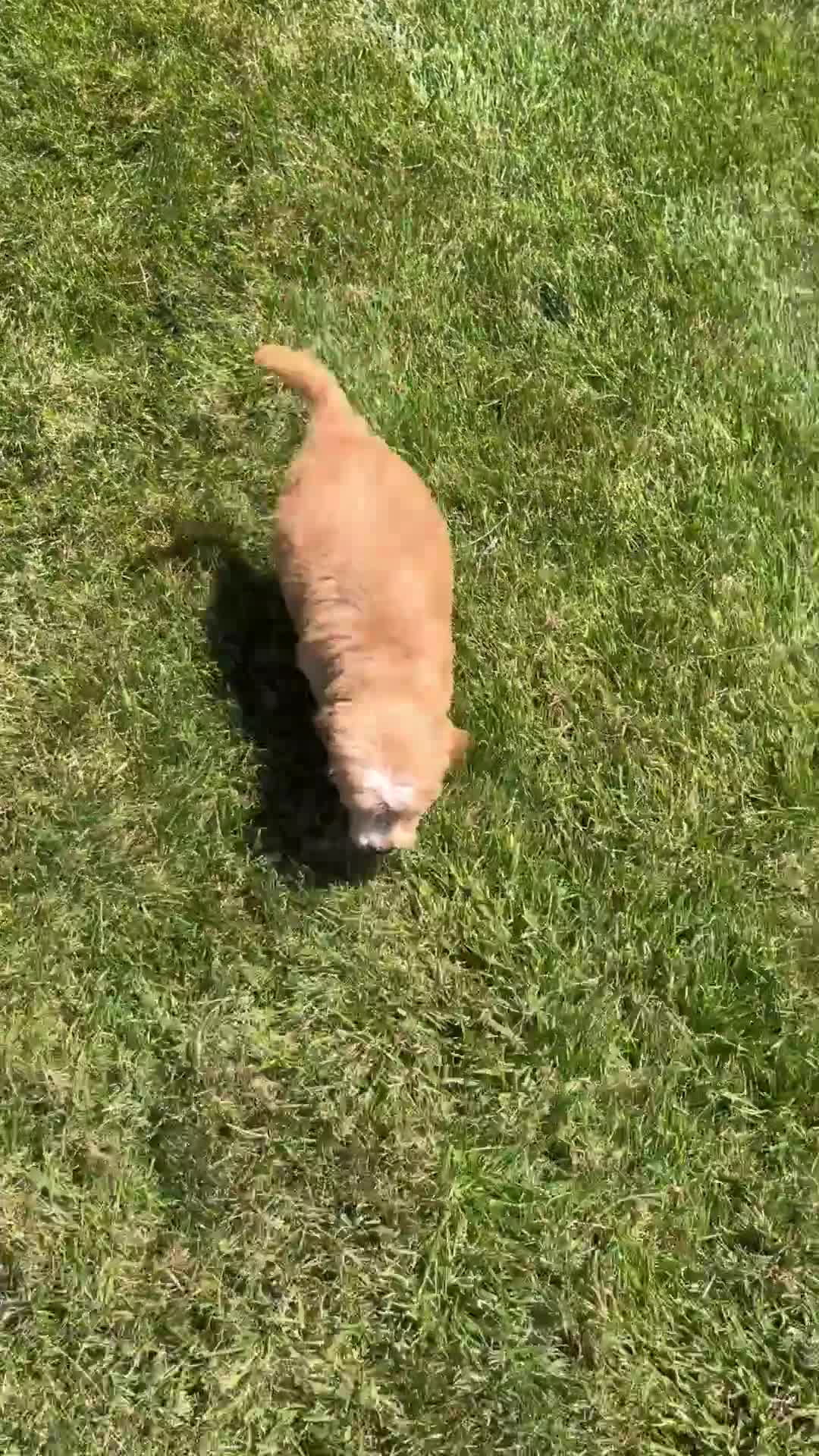 Mini Goldendoodle dogs for sale: Lane - Video 1