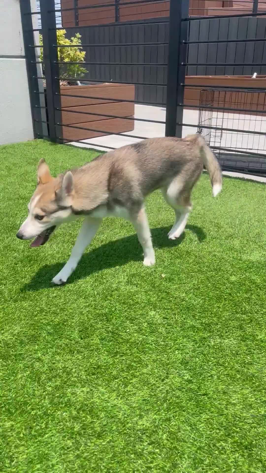 Alaskan Klee Kai dogs for sale: Vermithor (The Bronze Fury) - Video 1