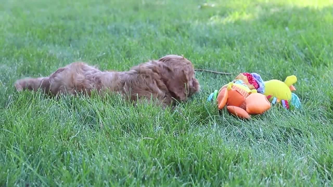 Cavapoo dogs for sale: Max  - Video 1