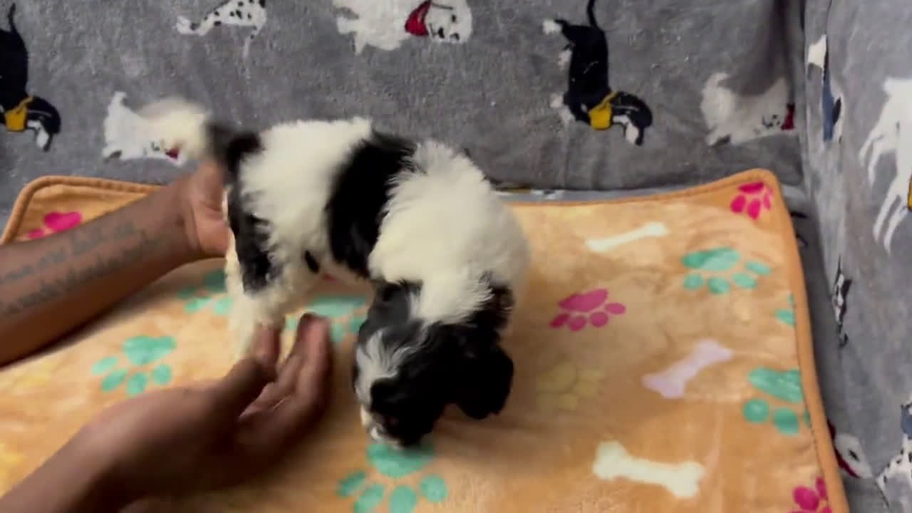 Miniature Labradoodle dogs for sale: Lilly - Video 1