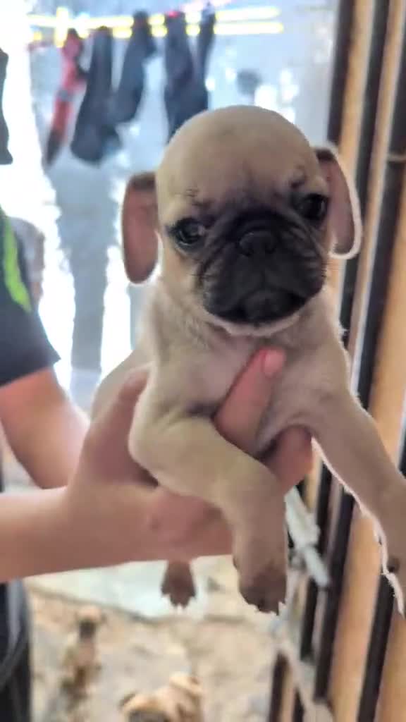 Pug dogs for sale: Pug 3 LIL ROSY - Video 4