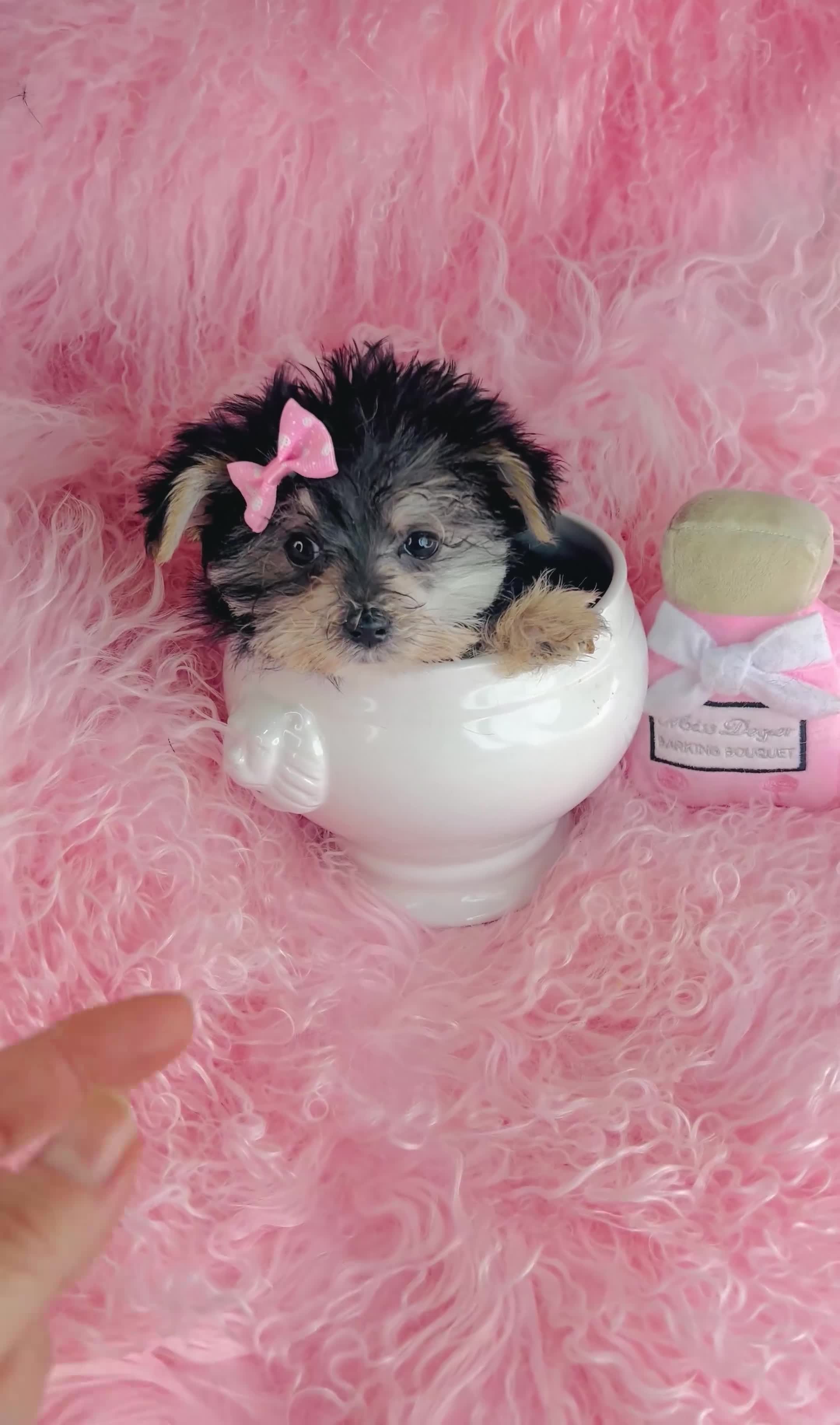 Morkie dogs for sale: Teacup Morkie Puppy 1 - Video 1
