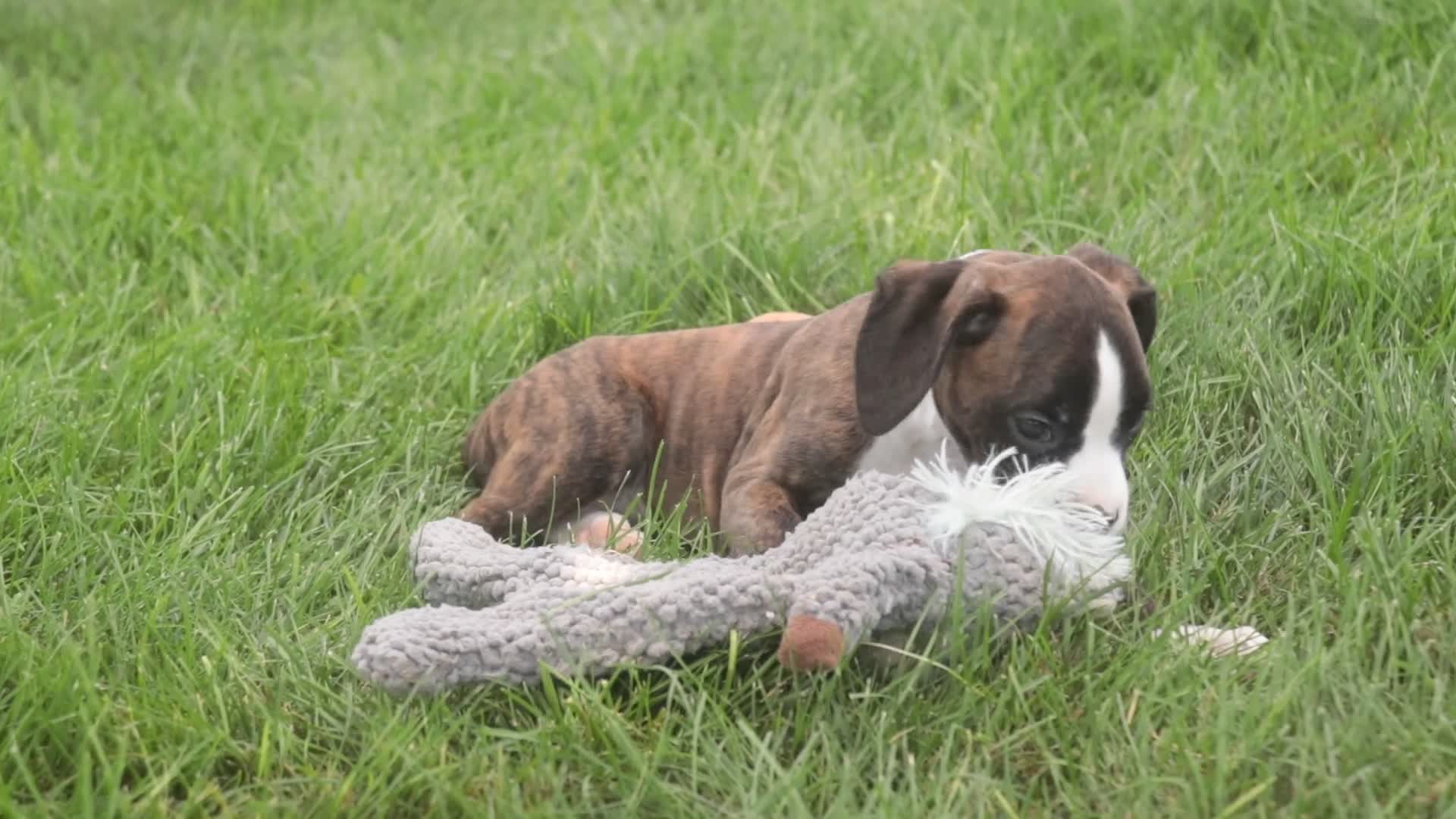 Boxer dogs for sale: Brody - Video 9