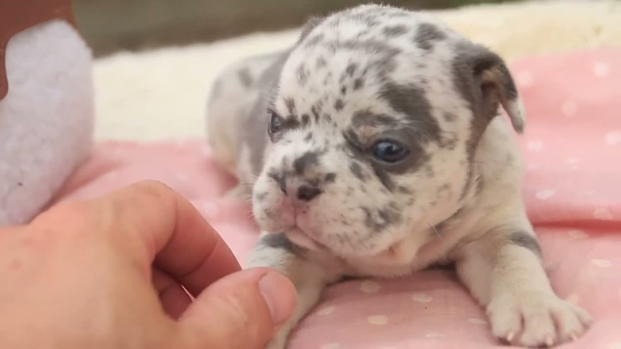 French Bulldog dogs for sale: Lexa French Bulldog  - Video 2