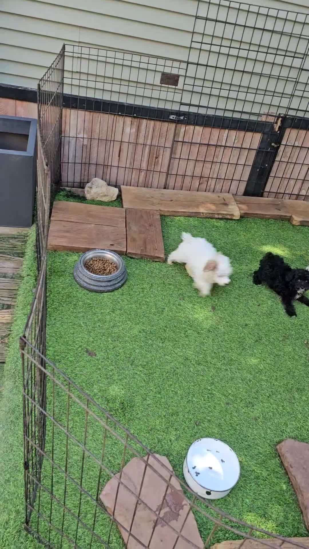 Toy Poodle dogs for sale: Key Lime - Toy Poodle - Video 1