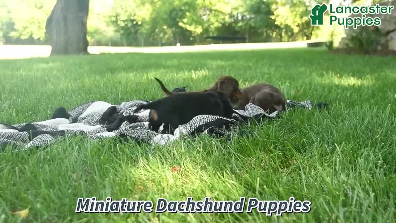 Miniature Dachshund dogs for sale: Buddy  - Video 1