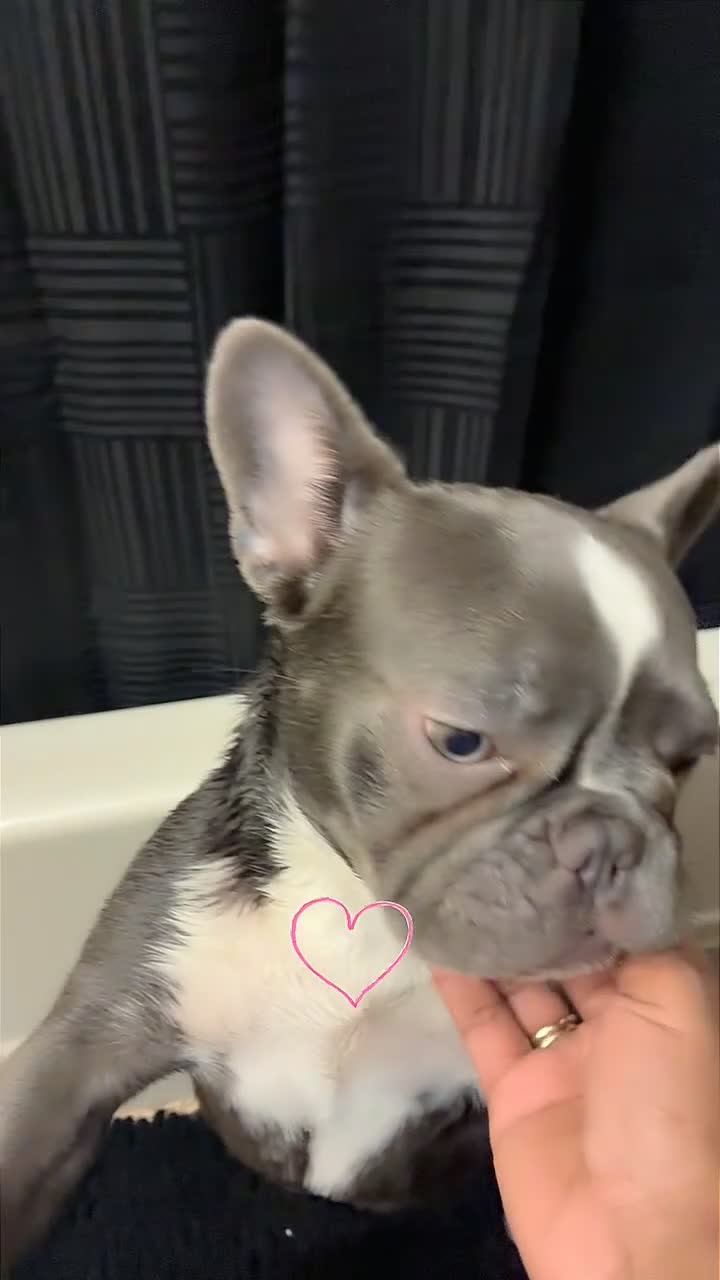 French Bulldog dogs for sale: French Bulldog Puppy 1 - Video 2