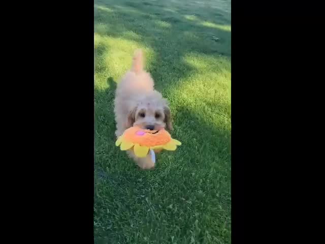 Mini Goldendoodle dogs for sale: Greta Female - Video 2