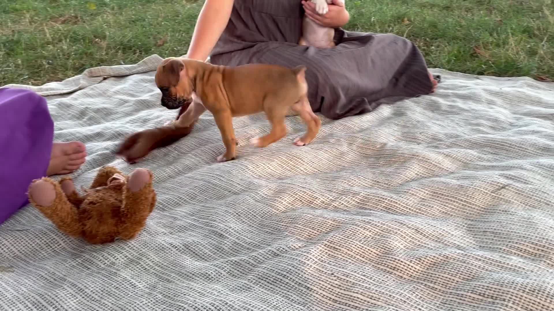 Boxer dogs for sale: Carter - Video 1