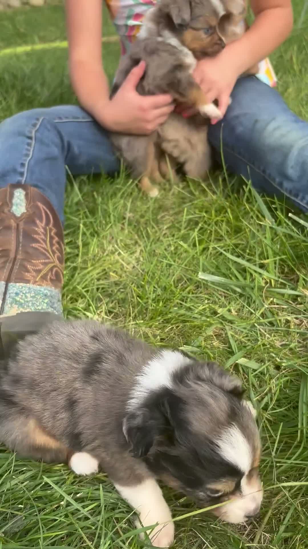 Toy Australian Shepherd dogs for sale: Ella - Video 3