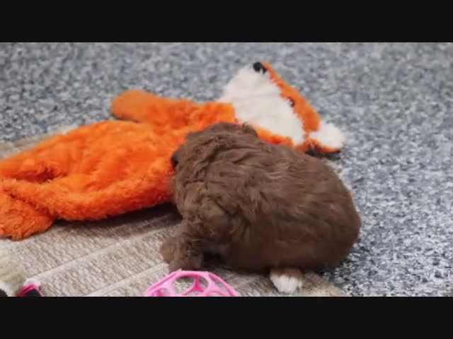 Mini Goldendoodle dogs for sale: Maggie - Video 8