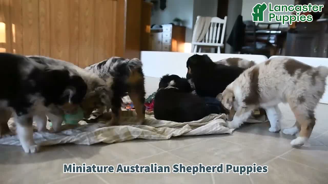 Miniature Australian Shepherd dogs for sale: Tulip - Video 1