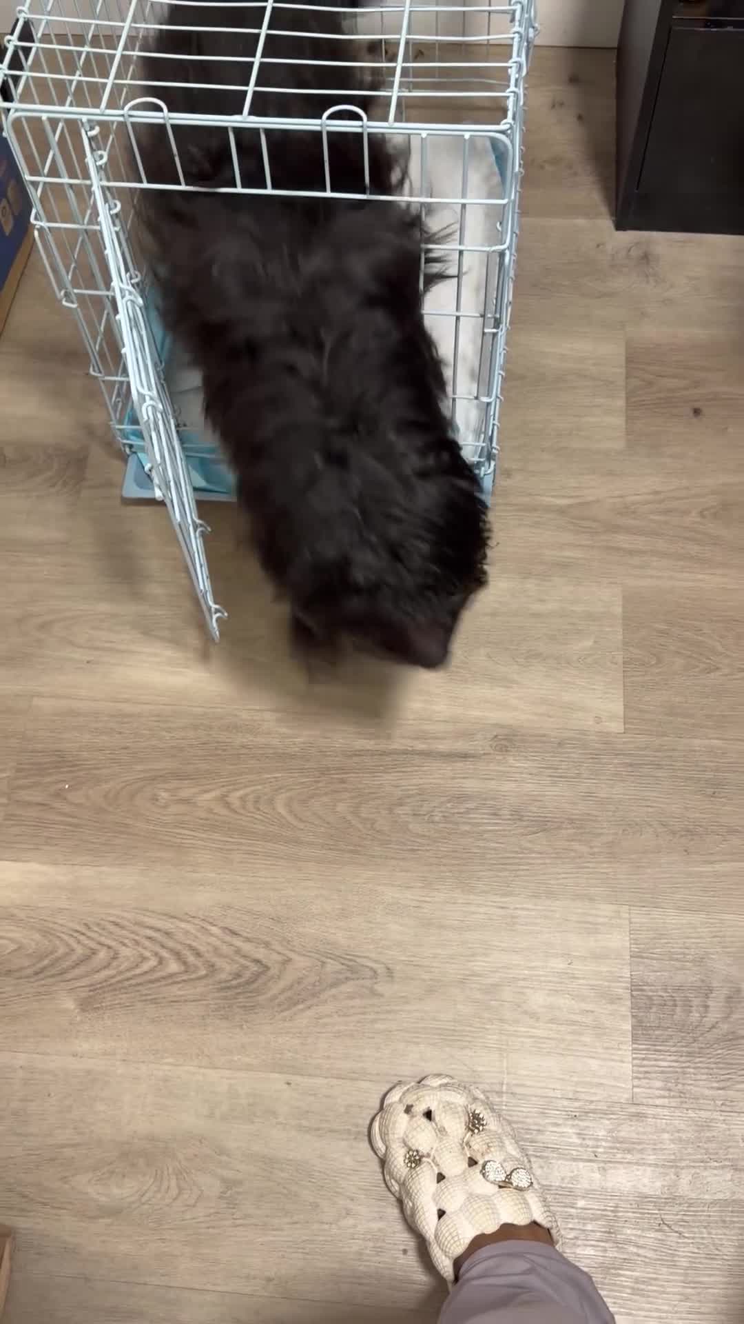 Labradoodle dogs for sale: Mellow - Video 2