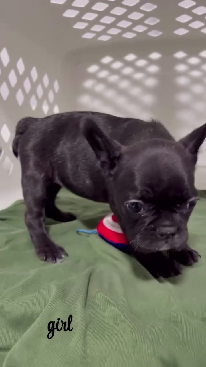 French Bulldog dogs for sale: French Bulldog Puppy 6 - Video 1