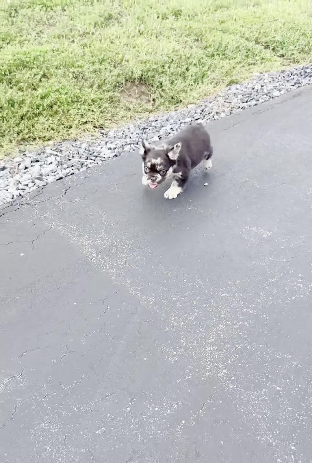 French Bulldog dogs for sale: Boba - Video 1